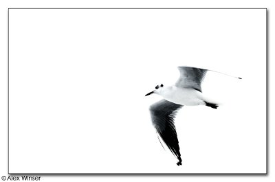 Black-Headed Gull