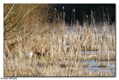 Little Egret
