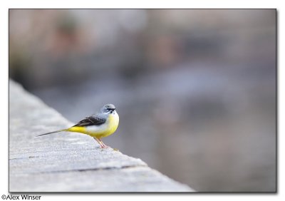 Grey Wagtail