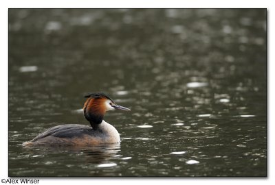 Great Crested Grebe