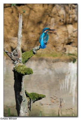 Kingfisher