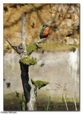 Kingfisher