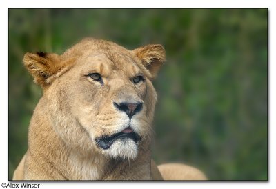 Barbery Lion