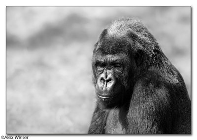 Gorilla