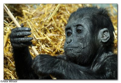 Baby Gorilla