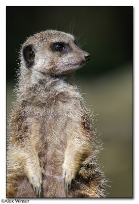 Meerkat