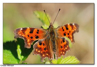 Comma