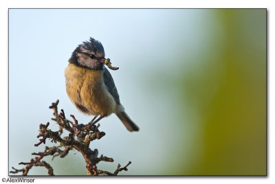 BlueTit