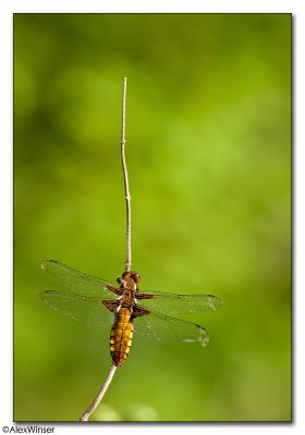 Broad-bodied Chaser (Libellula depressa)