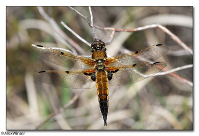 Four-Spotted Chaser (Libellula quadrimaculata)