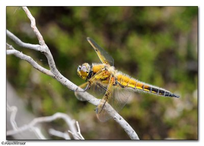 Four-Spotted Chaser (Libellula quadrimaculata)