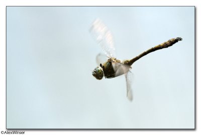 Downy Emerald (Cordulia aenea)