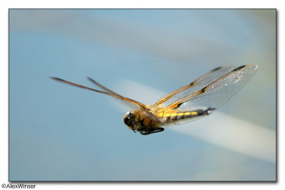 Four-Spotted Chaser (Libellula quadrimaculata)