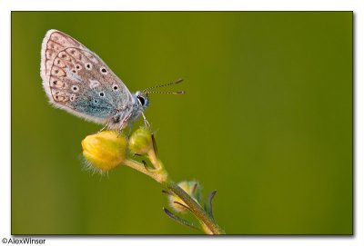 Common Blue (Polyommatus icarus)