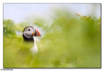 Puffin