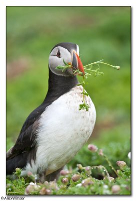 Puffin