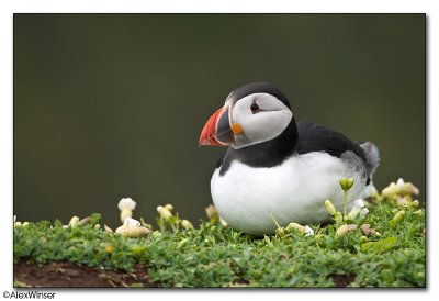 Puffin