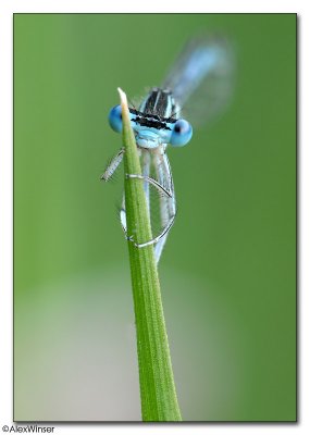 White-legged Damselfly (Platycnemis pennipes)