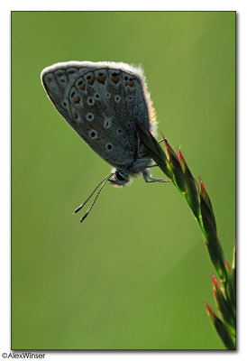 Common Blue (Polyommatus icarus)