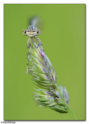 White-legged Damselfly (Platycnemis pennipes)