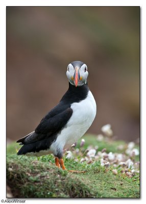 Puffin