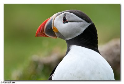 Puffin