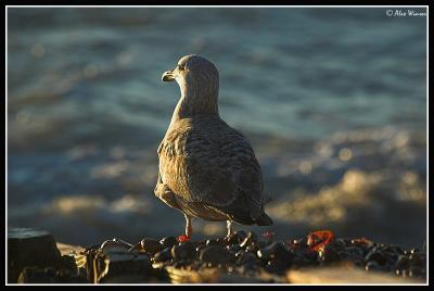 Gull