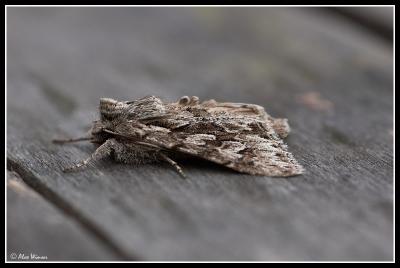 g3/65/523365/3/58974730.DSC_383401_UnknownMoth.jpg