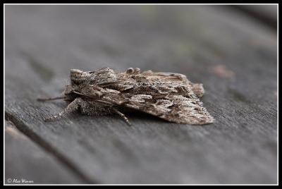 Early Grey Moth