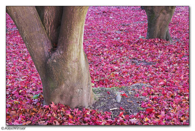 Winkworth Arboretum - Red Carpet