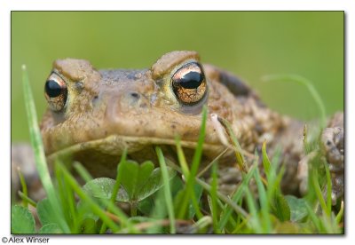 Common Toad