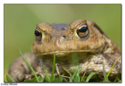 Common Toad