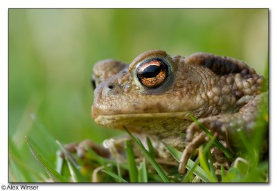 Common Toad