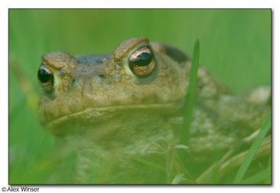 Common Toad