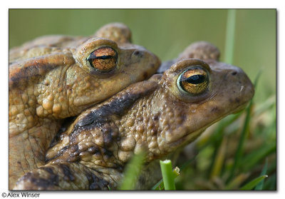 Common Toad