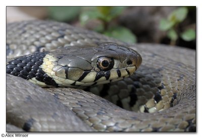 Grass Snake (Natrix Natrix)