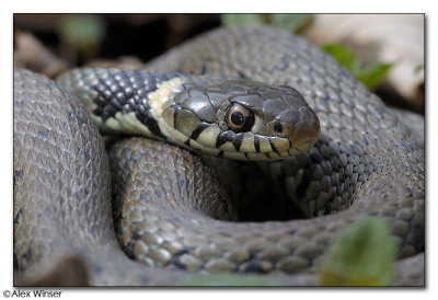 Grass Snake (Natrix Natrix)