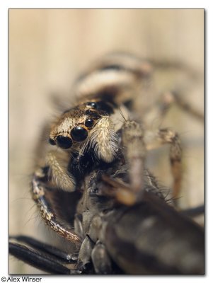 Jumping Spider (+ Lunch)