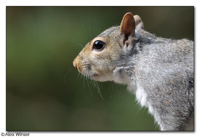 Grey Squirrel