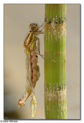 Large Red Damselfly