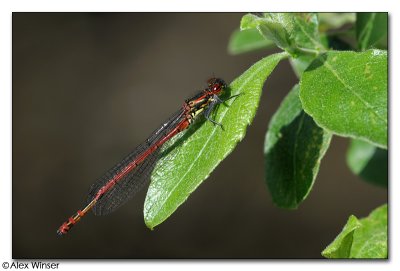 Large Red Damselfly