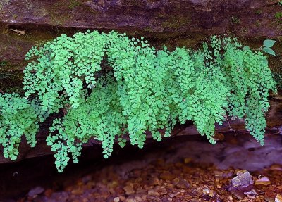 Adiantum capillus-veneris