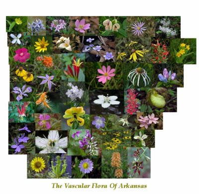 Index Of The Vascular Flora Of Arkansas