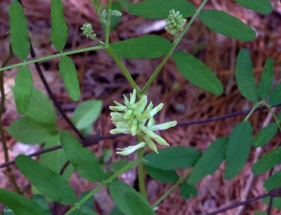 Astragalus canadensis