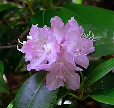 Rosebay Rhododendron