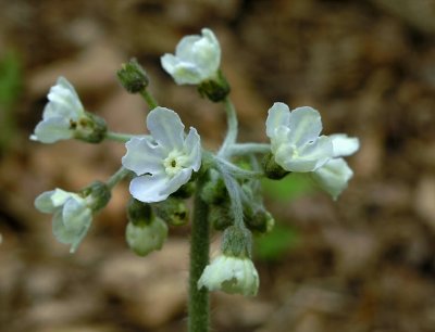 Andersonglossum virginianum