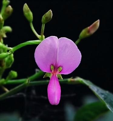 Desmodium ciliare