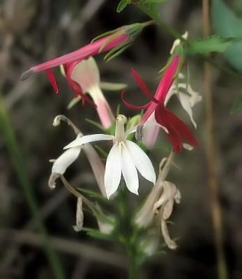 Lobelia cardinalis