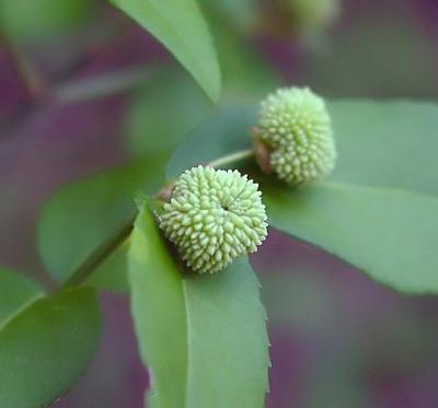 Euonymus americanus