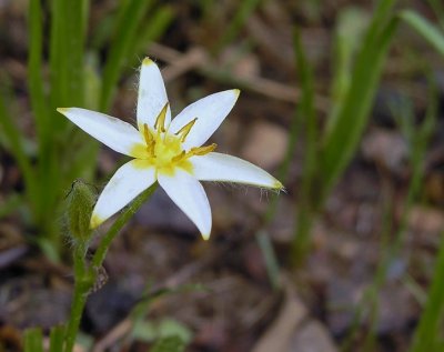 Hypoxis hirsuta